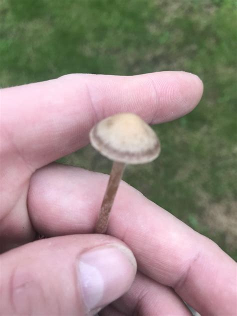 Panaeolina foenisecii ? : r/mushroomID