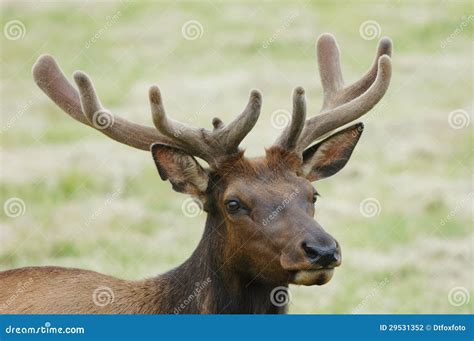Velvet Elk stock photo. Image of dean, grass, antler - 29531352