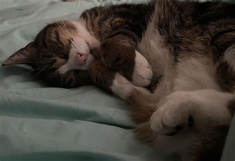 My special girl having a snooze. : r/aww