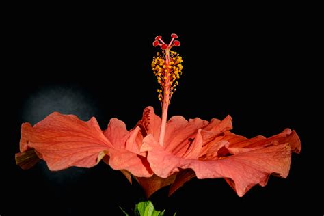 Hibiscus - Color - Breakfast in America