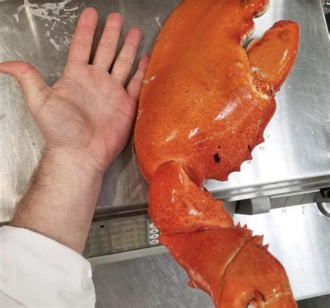 BIG! MEATY! CLAWS! : r/HolUp