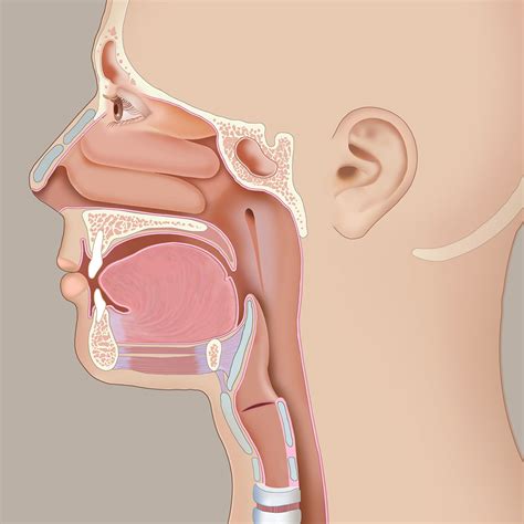 Physical Therapy for Voice Problems and Pain in the Laryngeal Region