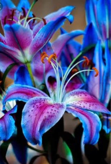 Blue & Purple Star Gazer Lily Tattoo Idea