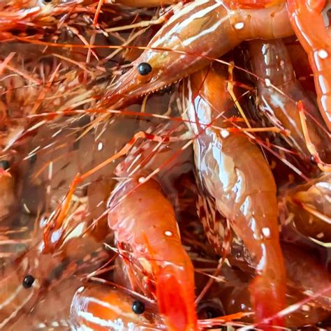Fresh Spot Prawns - Order Spot Prawns Online | E-Fish.com