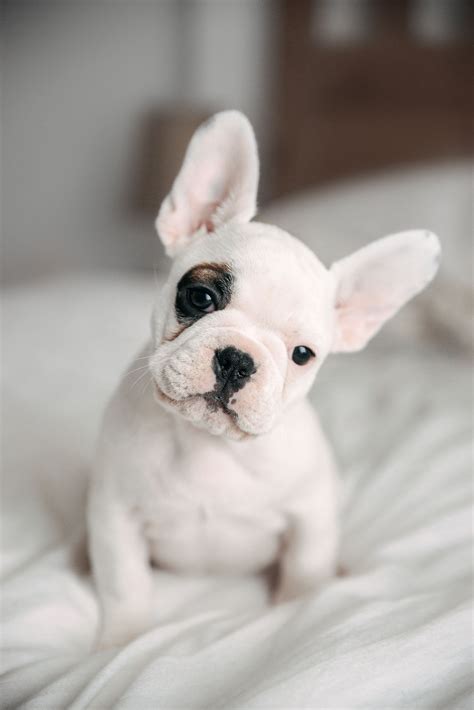 When To Shower A French Bulldog Puppy at Eva Brown blog