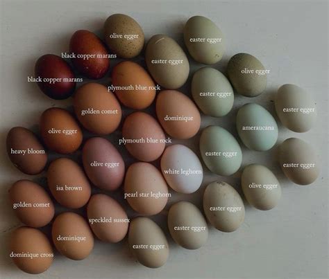 Best 12 Chicken Egg Identification Chart – Artofit