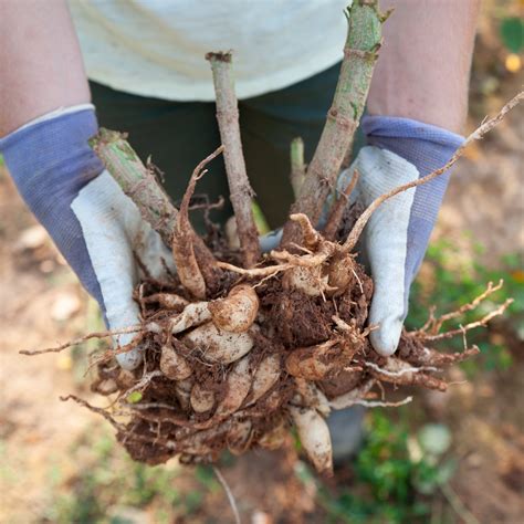 How to Plant Dahlia Tubers & Dahlia Growing Guide — Flourish Flower Farm