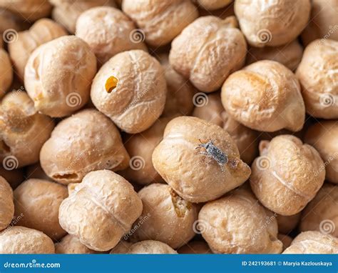 Macro of Wheat Weevil on Dry Chickpeas. Raw Chickpea Beans Infested ...
