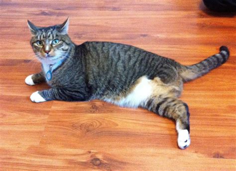 House Cat Leg Length at Barbara Fowler blog