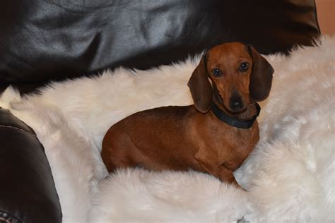 Red Piebald Miniature Dachshund