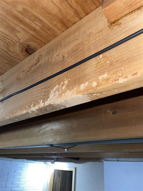 Is this mold on the floor joist in our basement? : r/Mold