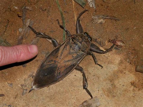 Largest Giant Water Bug at Sebastian Vosz blog