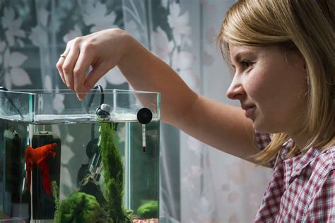 The Irresistible Treat That Will Make Your Betta Fish Thrive