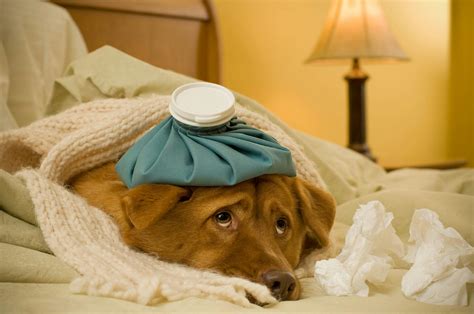 What Are The Signs Of Sepsis In Dogs