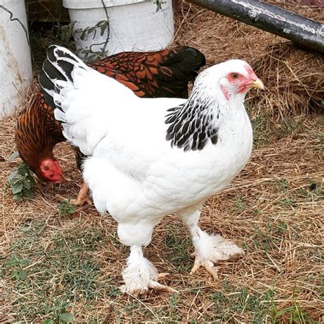 Light Brahma Chickens - Baby Chicks for Sale | Cackle Hatchery®