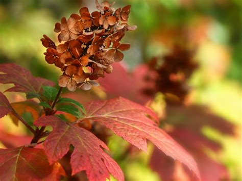 Oakleaf Hydrangea Winter