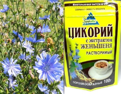 Аллергия на цикорий: Причины и признаки- симптомы +Фото и Видео
