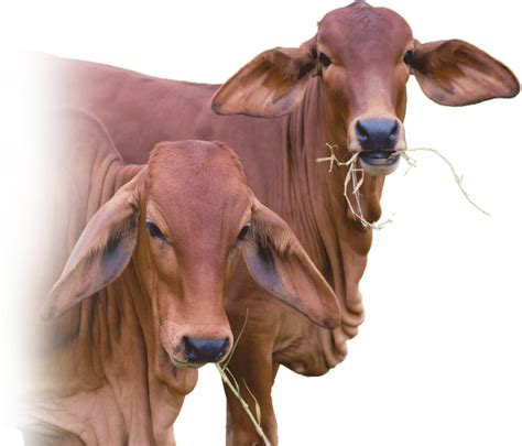 Sri Ram Krishna International