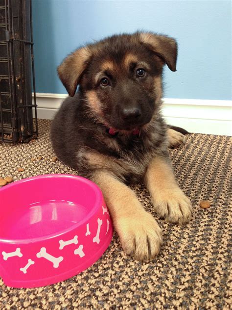 Camping With A 6 Month Old Puppy at Adriana Fishburn blog