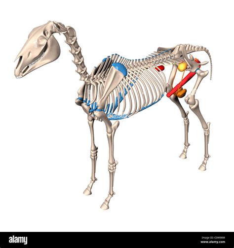 horse anatomy urinary kidneys penis skeleton Stock Photo - Alamy