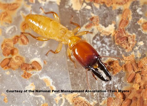 Do Termites Bite? Identify Termite Bites on Humans