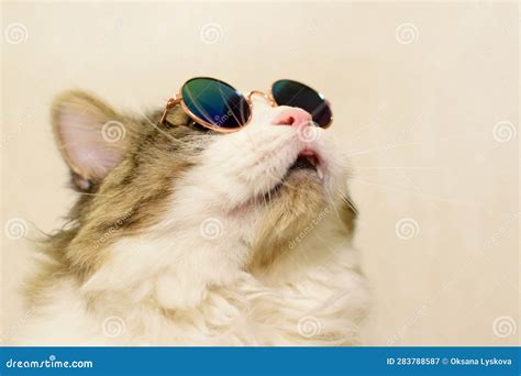 Funny Domestic Fluffy Cat in Sunglasses Looks Up Stock Image - Image of ...