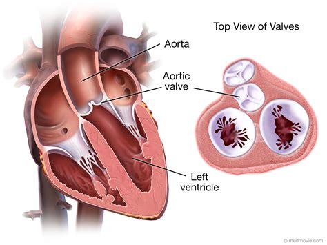 Aortic Valve Function And Location at Eva Facy blog