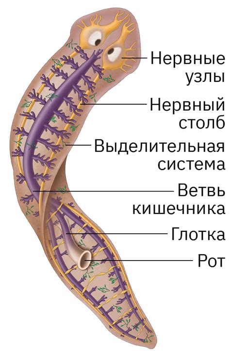 Облако знаний. Общая характеристика плоских червей. Ресничные черви ...