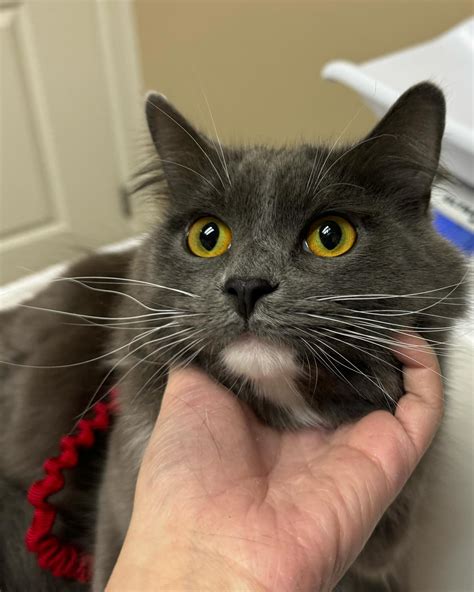 Hemlock Animal Hospital (@hemlock.vet) • Instagram photos and videos