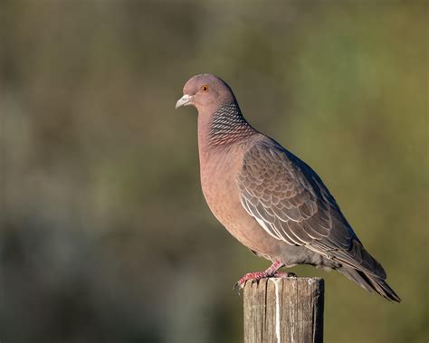 Bird Rock Pigeon Dove - Free photo on Pixabay