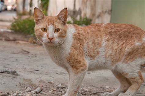 Arabian Mau Cat Breed Information & Characteristics! - petflair.co