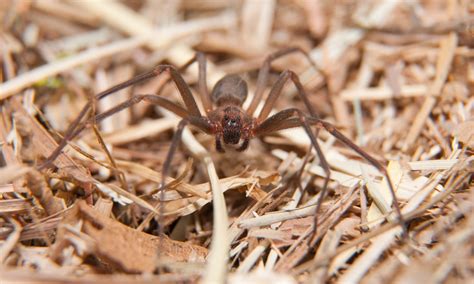 Most Venomous Spiders Around the World and North America - Geo Super