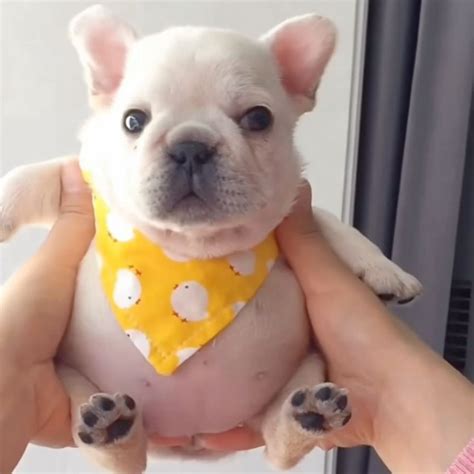 FAT PIBBLE in 2025 | Pibble puppy, Pibble, Silly dogs