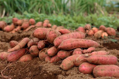 Best Sweet Potato to Grow in Florida: Top Varieties for Success