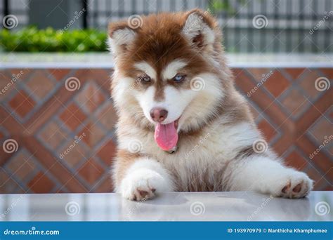 Red Siberian Husky Puppy