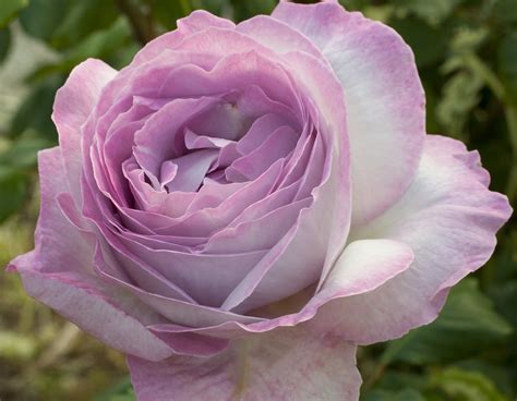 Nicole Carol Miller | Bloomables