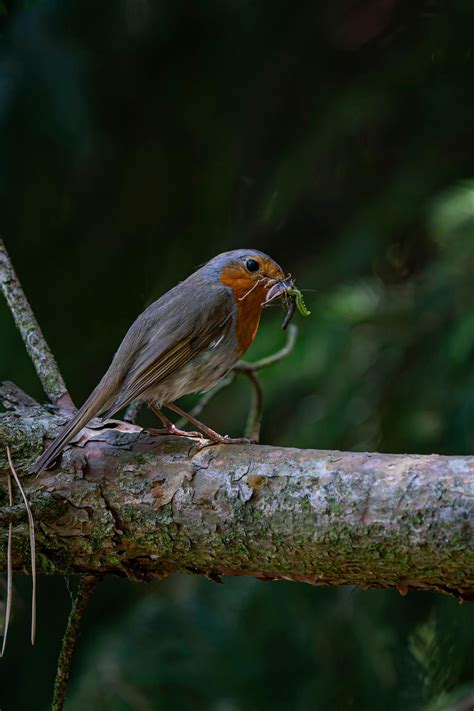 Fichole+Vonrueden+Breasts Photos, Download The BEST Free Fichole+Vonrueden+Breasts Stock Photos ...