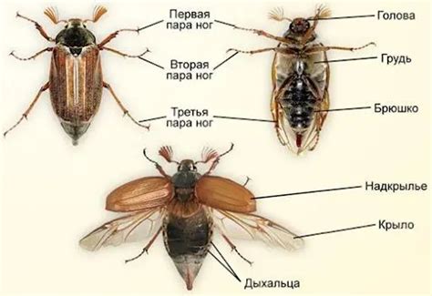 Сколько ног у жука: зачем и как они ними пользуются