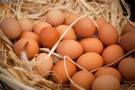 Продажа бизнеса: Птицефабрика яичного направления