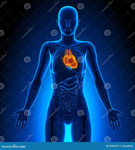 Heart - Female Organs - Human Anatomy Stock Illustration - Illustration ...