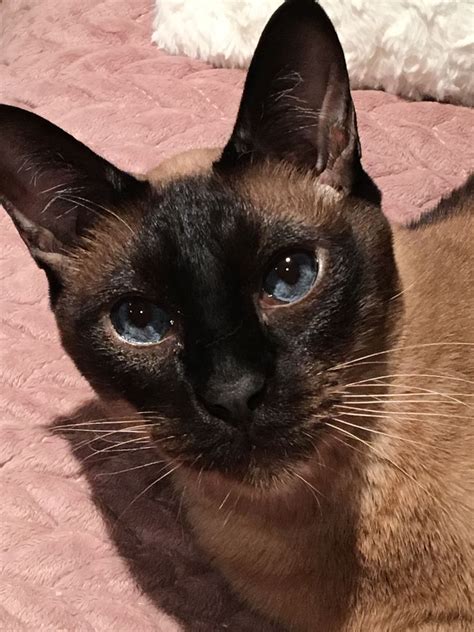 Black siamese cat breed the truth about this rare black cat breed my ...