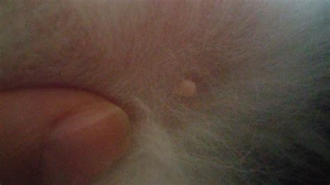 Yesterday I noticed a red scab on the back of my cat's neck (first ...