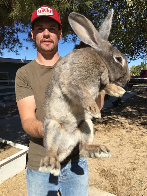 Where To Get A Flemish Giant Rabbit at Harry Matney blog