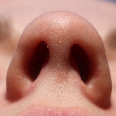 Nostril - Wikiwand