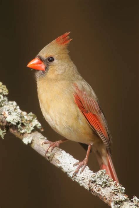 Images Of Birds In South Carolina Birds Of North Carolina, South