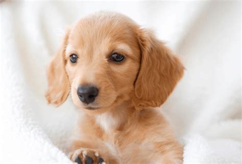 Dachshund Lifespan Facts You Should Know | PawLeaks