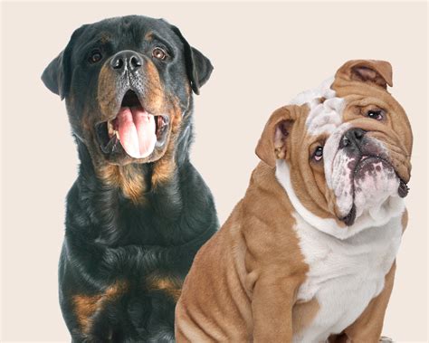 The Bullweiler (Gargoyle Bulldog): Your Guide to the Rottweiler Bulldog Mix