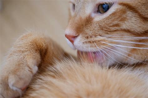 Can Cats Eat Grapes ? - 2025