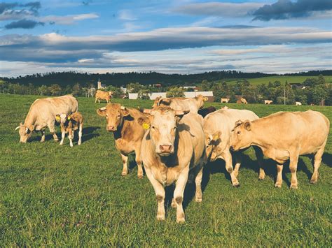 Herd Of Cows Free Stock Photo - Public Domain Pictures