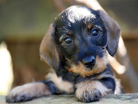 Willow Springs Dachshunds, breeder of miniature and standard wirehaired ...